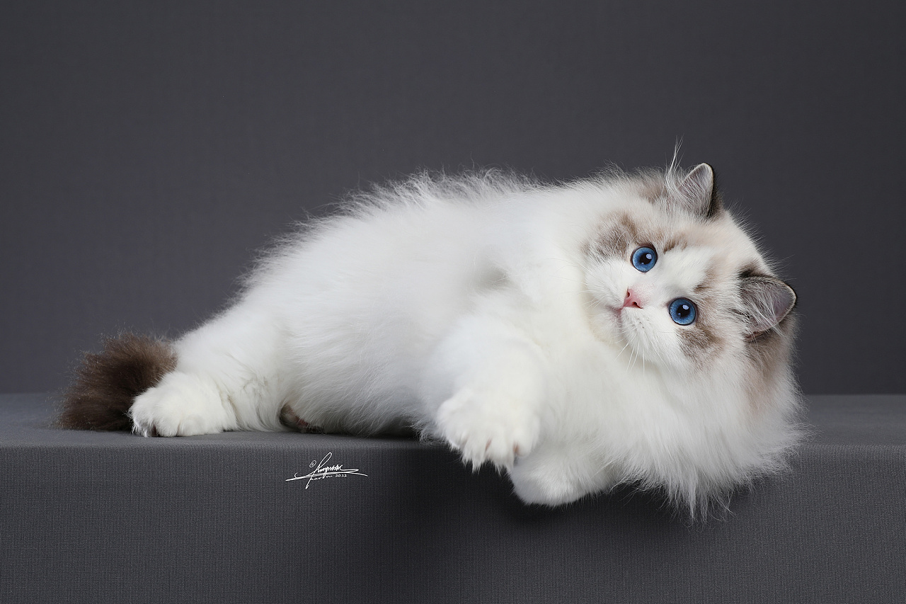 布偶猫