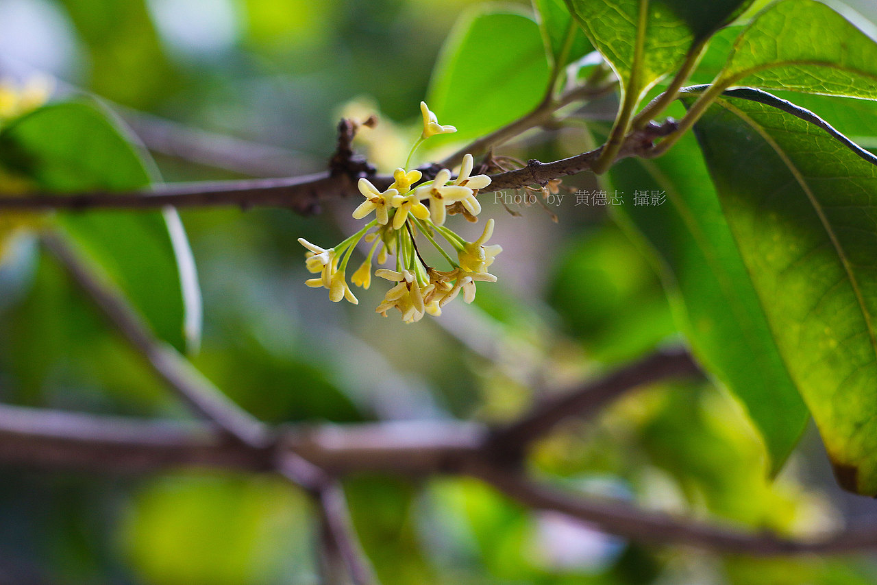 拍摄桂花（图ZMTAxMzM4MjQ0） - 产品摄影 - 站酷设计师黄德志原创素材 - 站酷ZCOOL