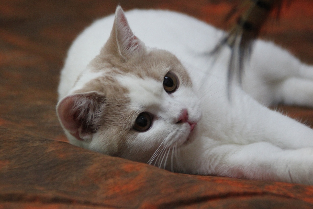 可爱白色的小猫咪壁纸-壁纸图片大全