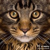 yolla的头像