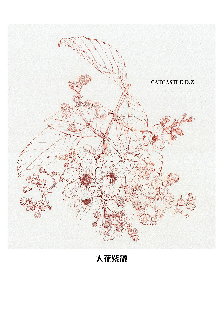 蘸水笔针管笔｜大花紫薇（图ZMzYwNTQ2Njg0） - 艺术插画 - 站酷设计师CatCastleDZ原创素材 - 站酷ZCOOL