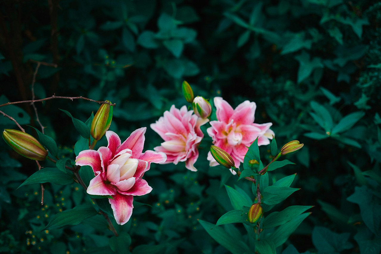 夏天的花和草地上的野餐