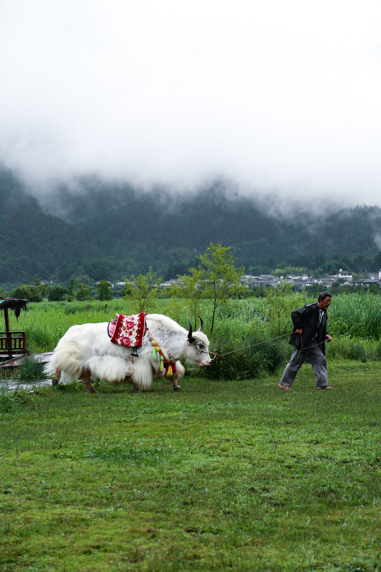 云南腾冲北海湿地游玩