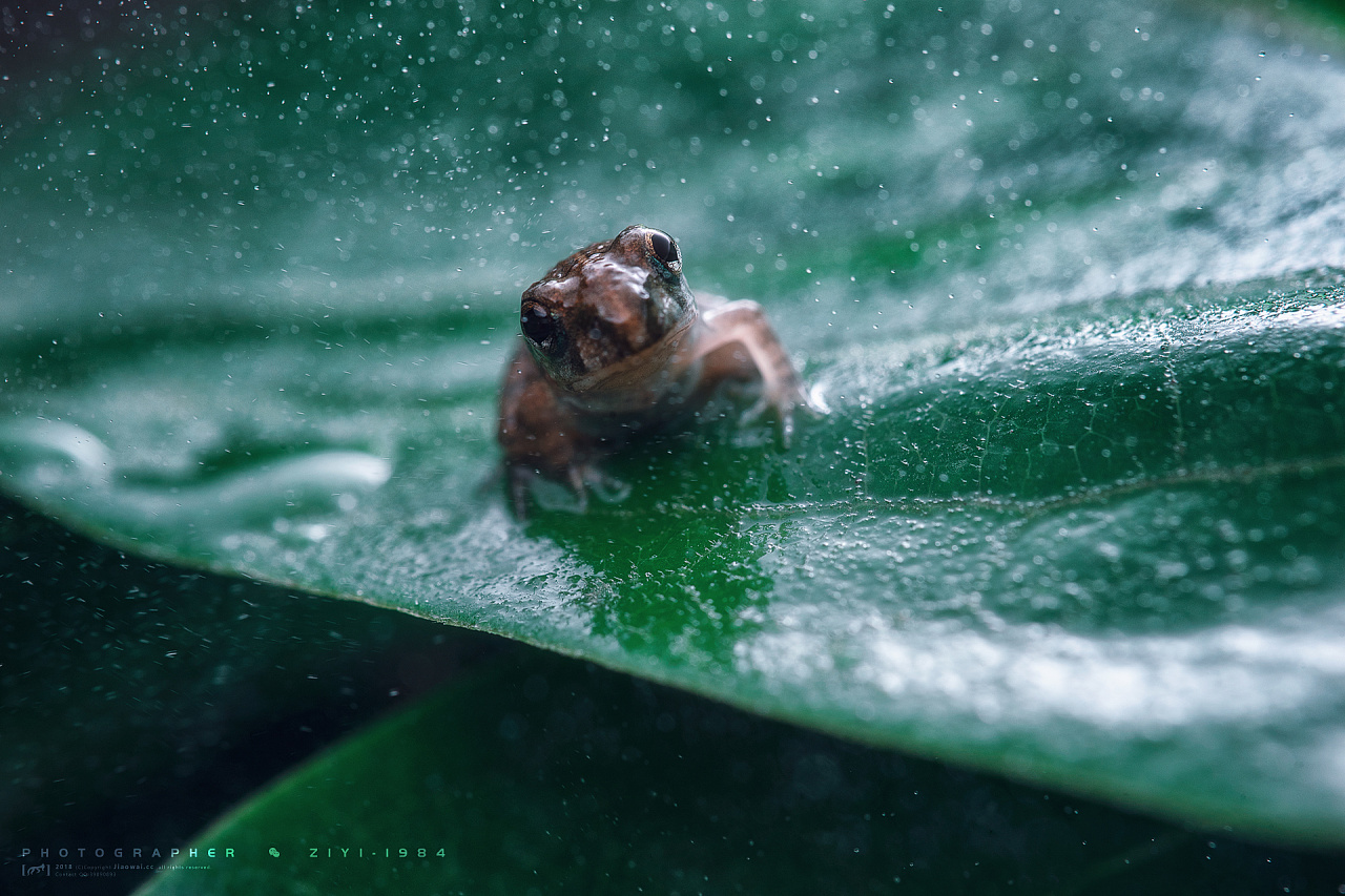 《雨后遇蛙》|摄影|微距|摄影师子意 - 原创作品 - 站酷 (ZCOOL)