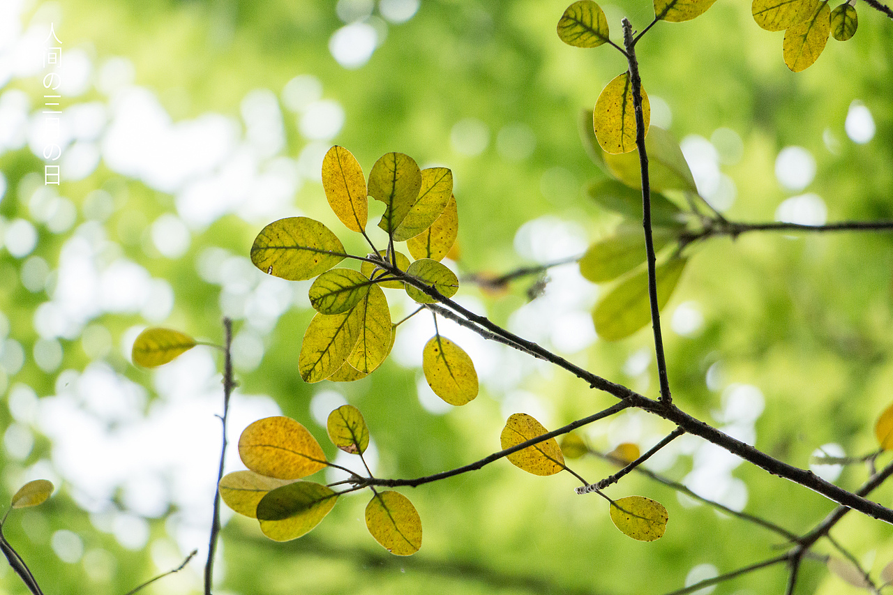 人间三月，枝头冒出了嫩叶，啊、是春天、、、（图ZMjA0Nzk0MzM2） - 风光摄影 - 站酷设计师Lemmy_原创素材 - 站酷ZCOOL