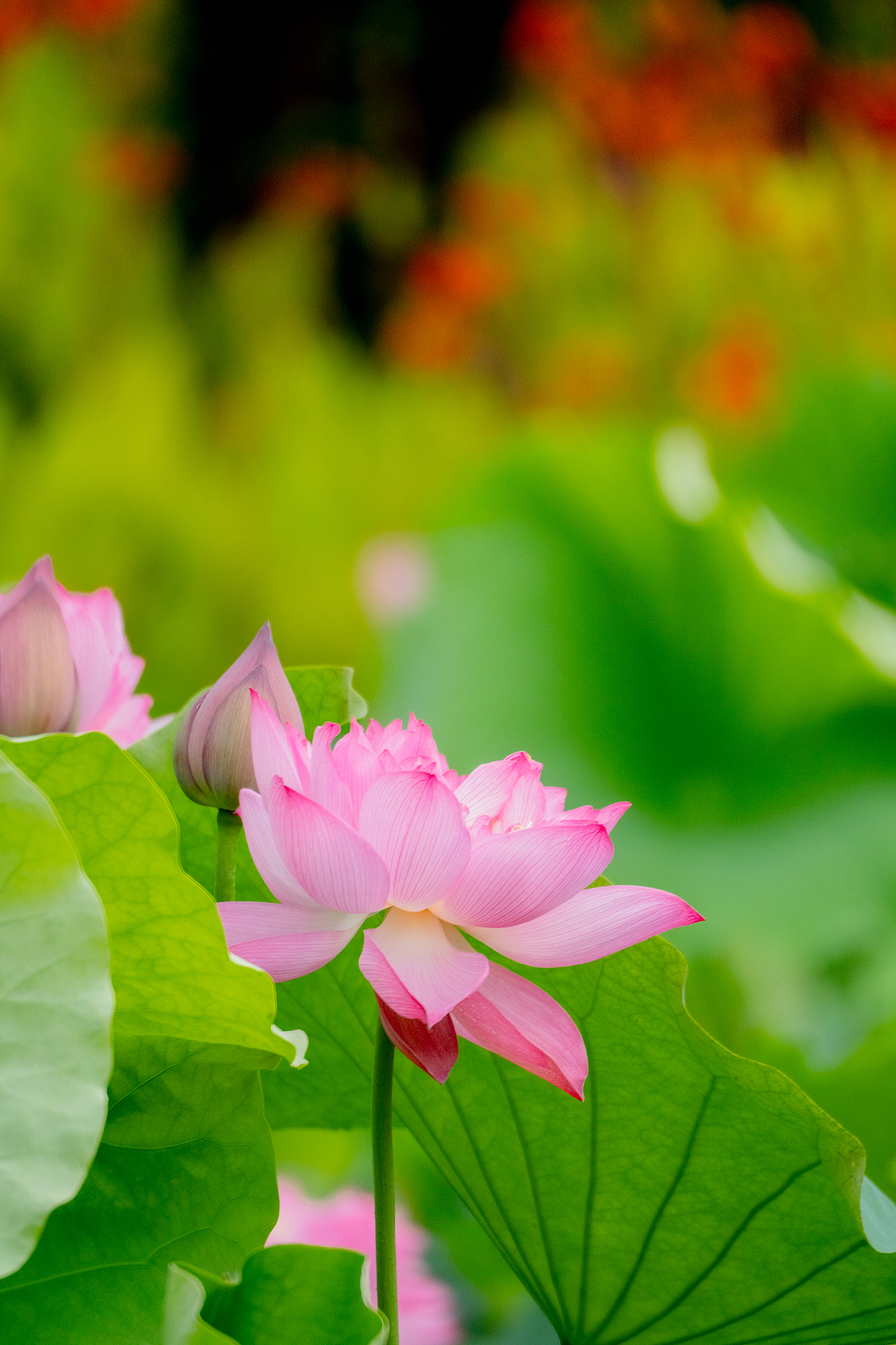 夏日荷花（图ZMzkyMDUxMjE2） - 风光摄影 - 站酷设计师芝麻传图原创素材 - 站酷ZCOOL