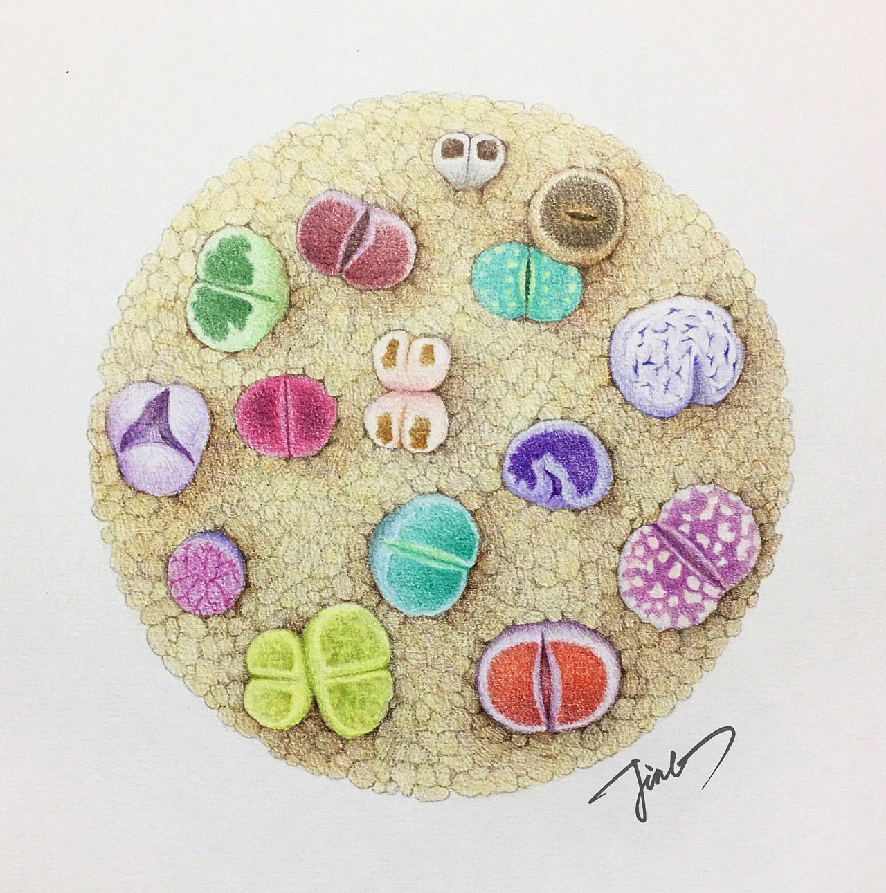 彩铅画作品-多肉植物系列（图ZMjQxOTcyNDky） - 绘画 - 站酷设计师JINGPP7777原创素材 - 站酷ZCOOL