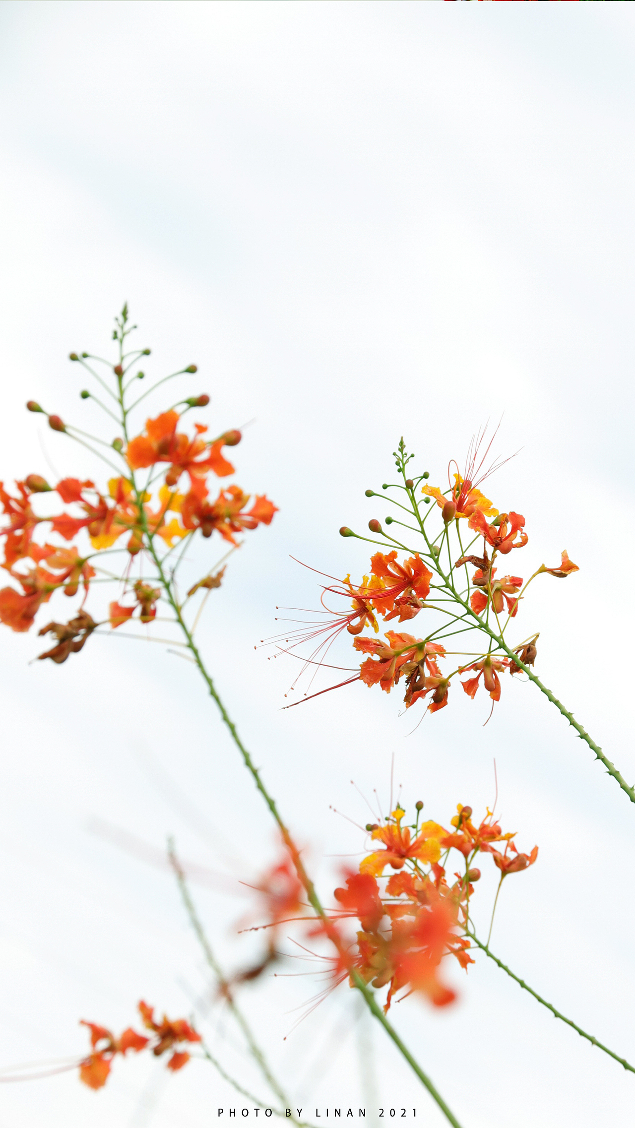 春（图ZMjk0MDkwNjUy） - 风光摄影 - 站酷设计师琍囡原创素材 - 站酷ZCOOL