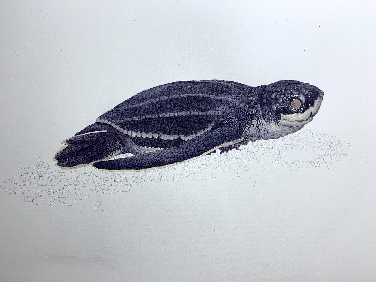 水彩写实动物—龟龟出壳系列