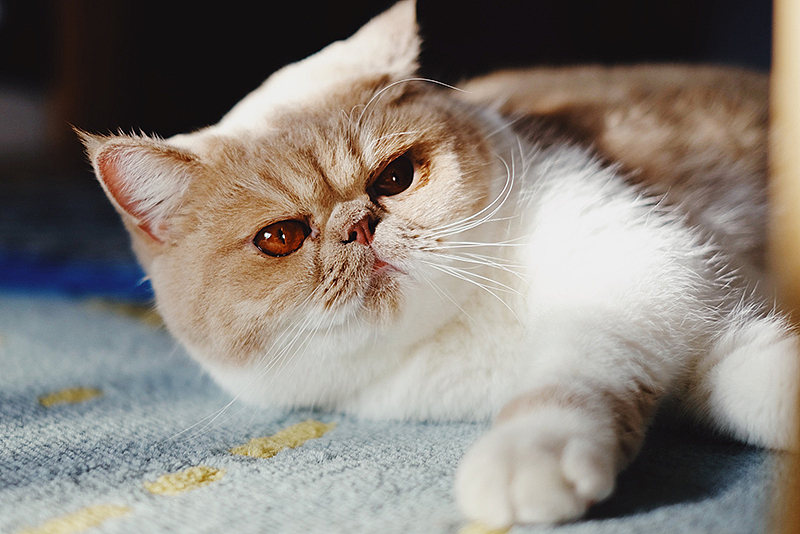 加菲猫朵朵 宠物摄影（图ZMTg1NDY3OTUy） - 宠物摄影 - 站酷设计师_呼叫派大星原创素材 - 站酷ZCOOL