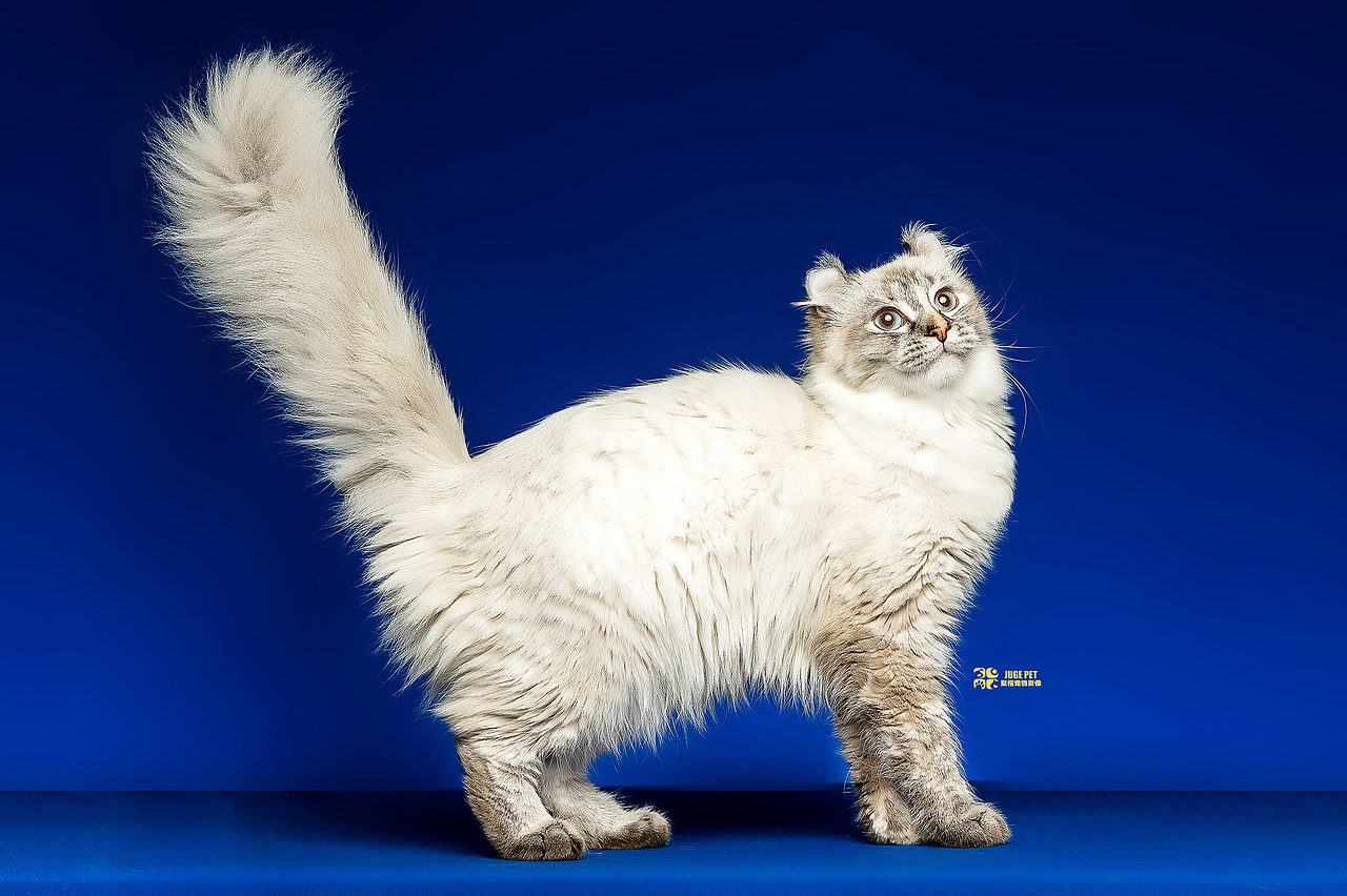 宠物摄影|猫咪拍摄(美国卷耳猫)