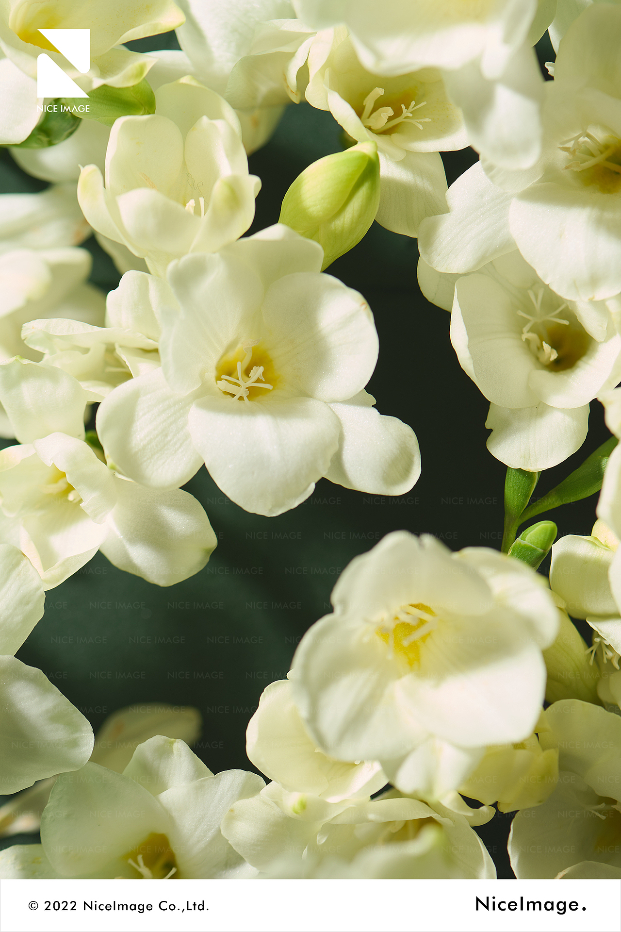 SANSEN 三生花 X NiceImage