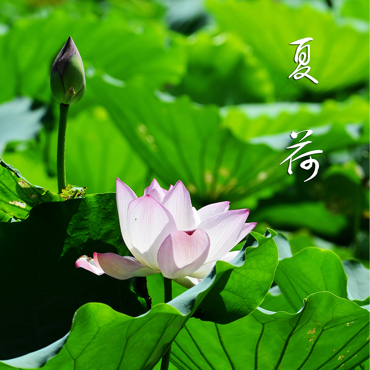 夏 · 荷（图ZMTc4ODc1MzY=） - 产品摄影 - 站酷设计师kl525原创素材 - 站酷ZCOOL