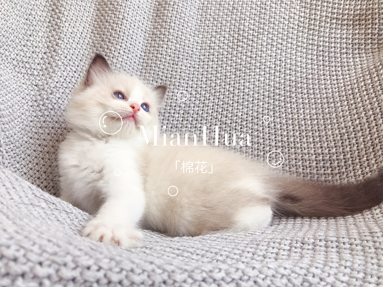 深圳家庭高颜值海豹双色妹妹找家长