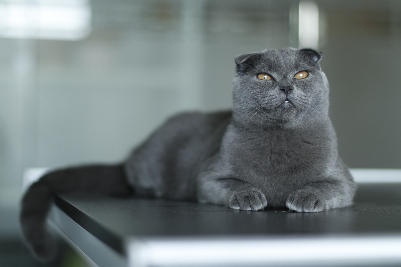 蓝皮，皮老板日常（图ZMTgxNzExMzQw） - 宠物摄影 - 站酷设计师花菜呢花菜原创素材 - 站酷ZCOOL