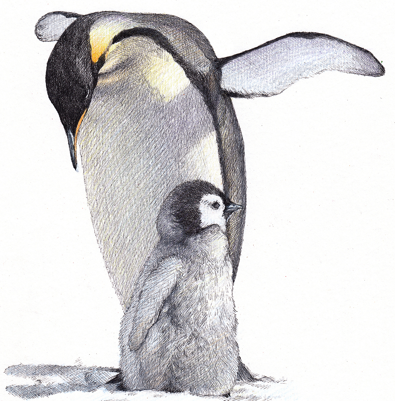 2012~2013彩铅画磨笔小品汇总