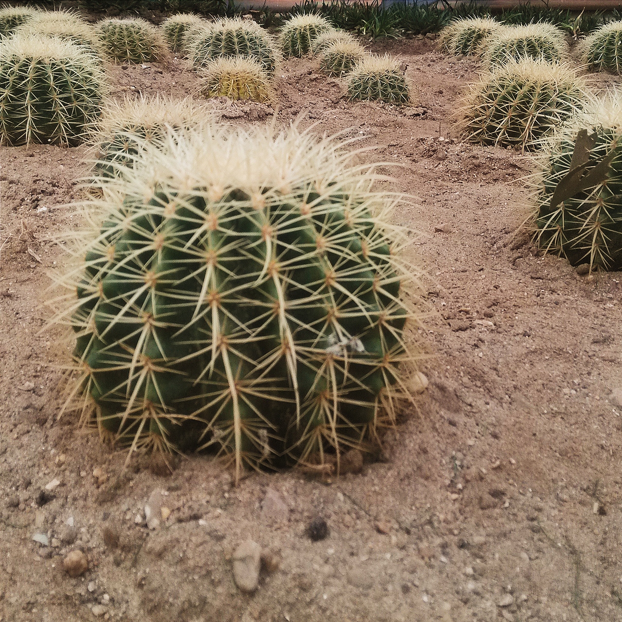 近几年一些旅行皂片(上)