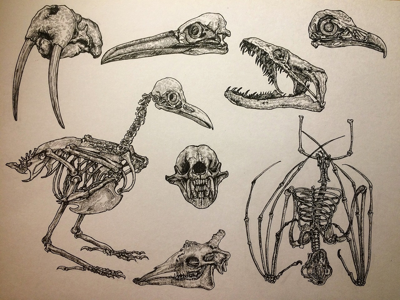 动物骨骼|插画|创作习作|写字的小明 - 原创作品 - 站酷 (zcool)