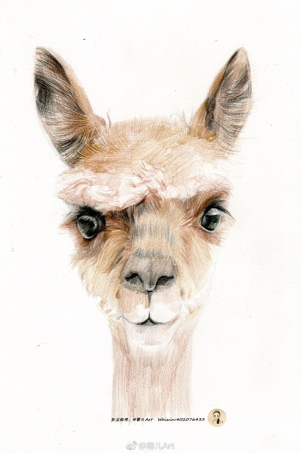羊驼彩铅作品过程
