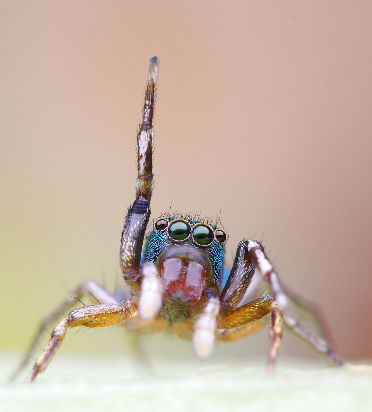 漂亮的【蓝翠蛛】|摄影|风光摄影|瓜哥微距摄影 - 原创作品 - 站酷 (z