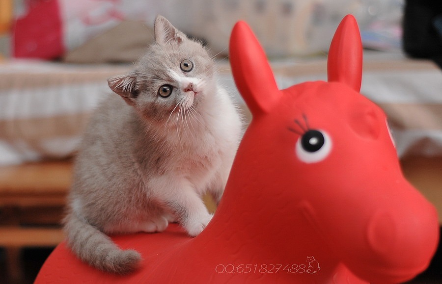 猫（图ZNTAyMzc4OA==） - 宠物摄影 - 站酷设计师老猫sz原创素材 - 站酷ZCOOL