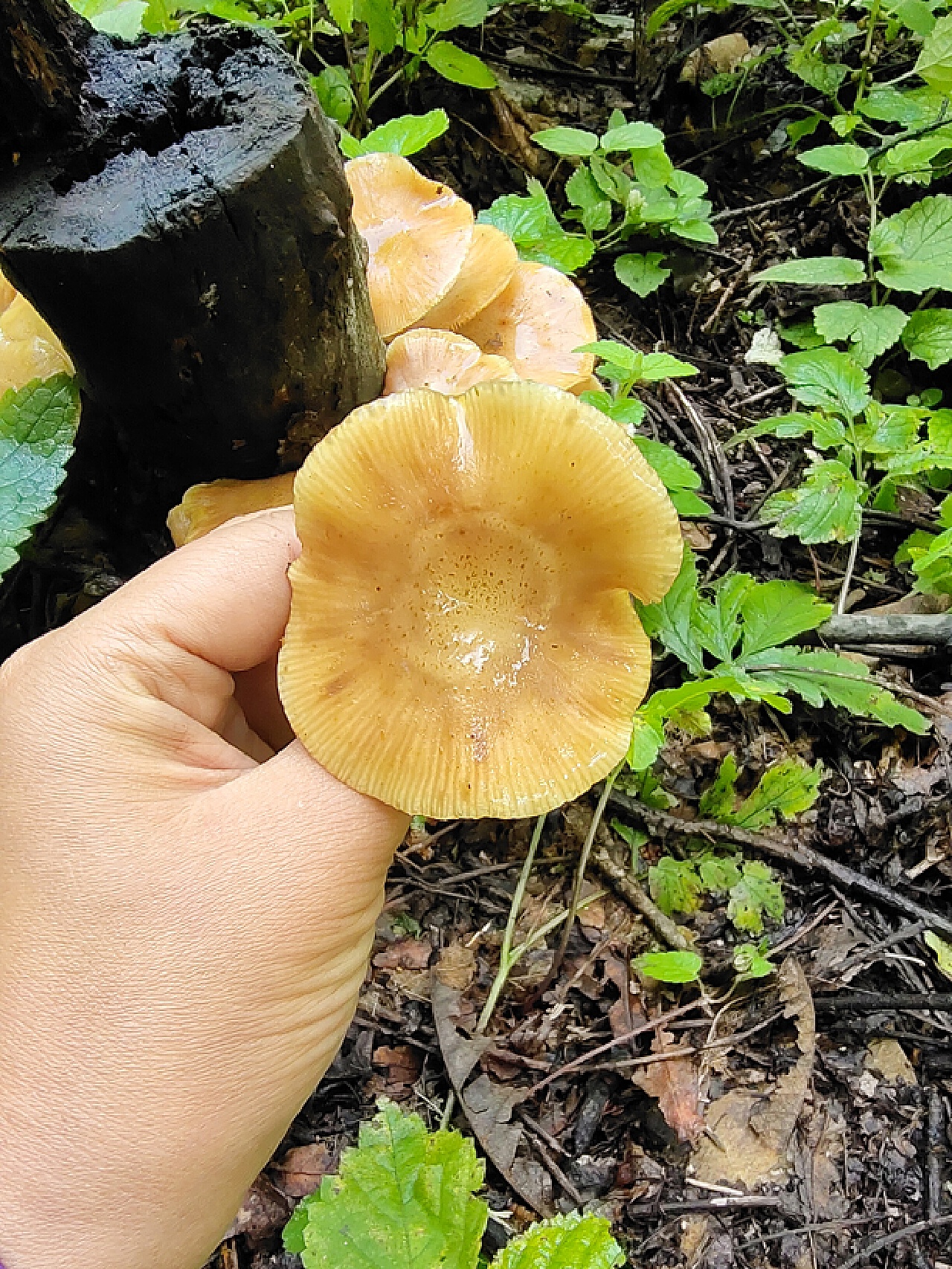 如何吃遍菌菇季？森林中蘑菇的小秘密_凤凰旅游