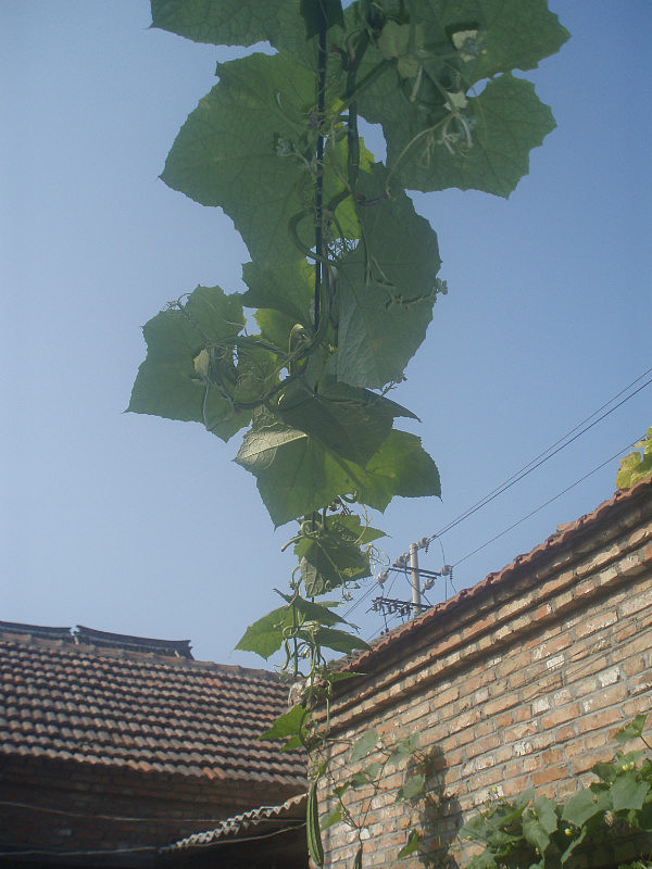 逝去不了的那些我的小生命