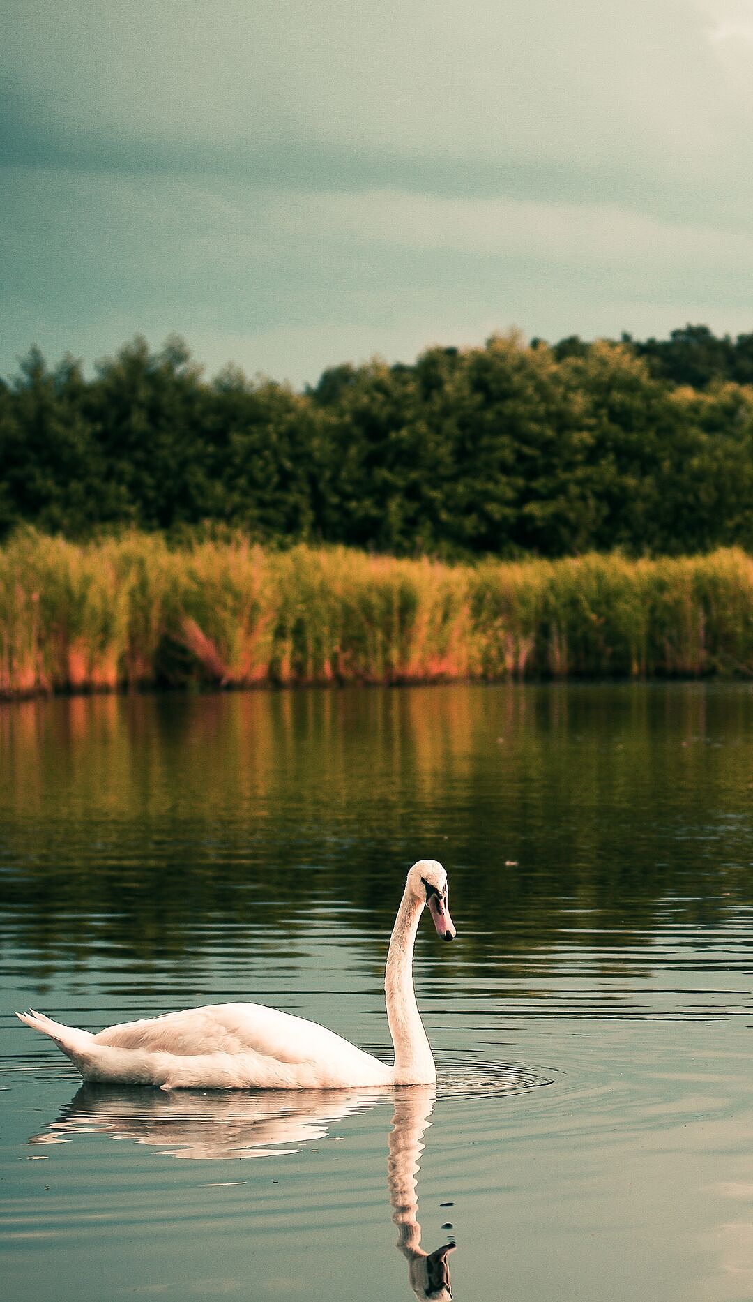 4K高清壁纸来了,超适合华为手机系列的动物世界壁纸