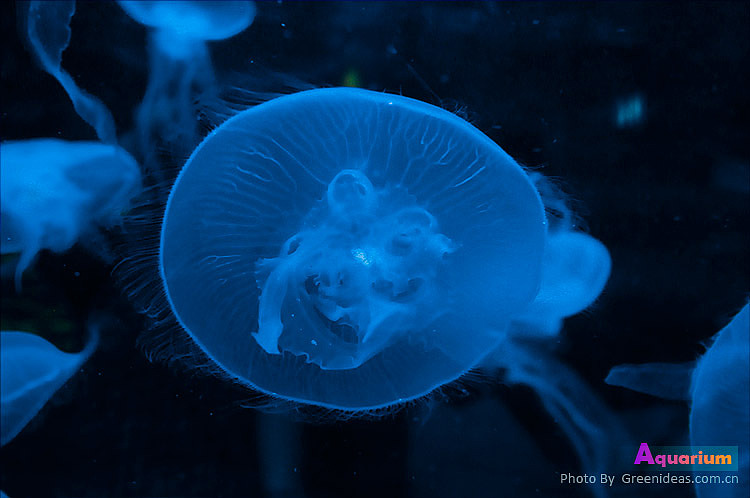 海洋馆（图ZMjI3OTg0MA==） - 风光摄影 - 站酷设计师木木家CC原创素材 - 站酷ZCOOL