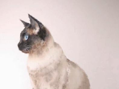 水彩绘画（黑脸的小猫）（个人主页-ZMzk4MDA3OTI=） - 绘画 - 站酷设计师萃艺博课堂原创素材 - 站酷ZCOOL