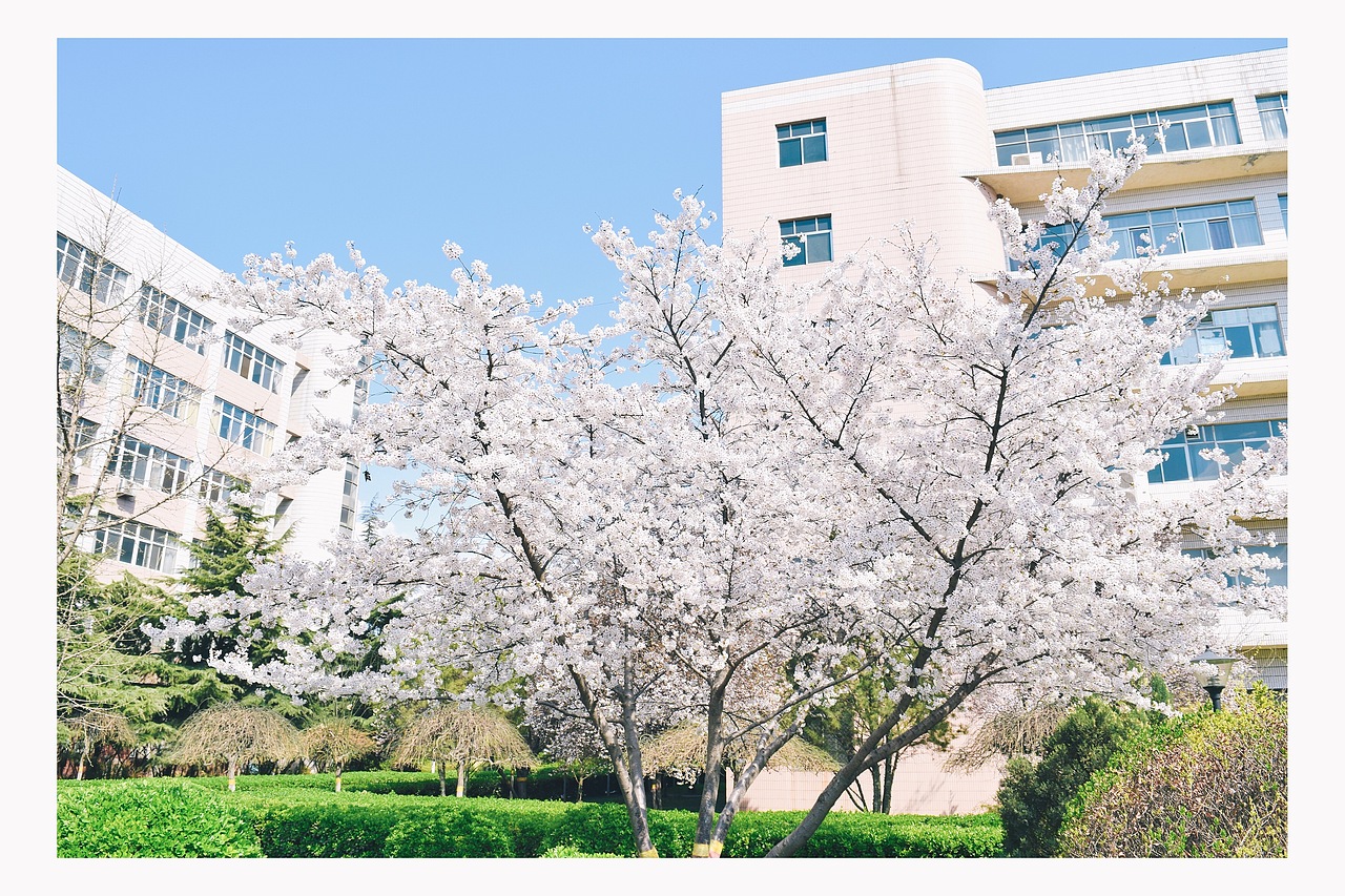 16年拍摄的大学校园里的樱花,现在看起来也不错。