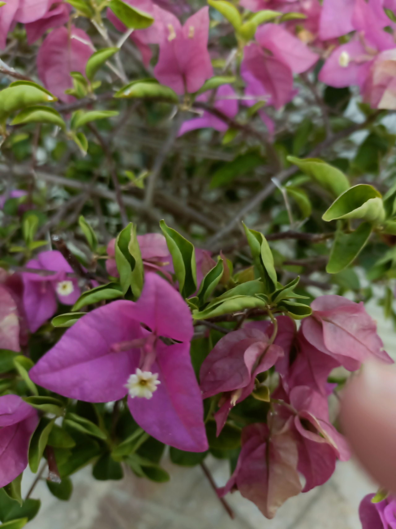 《心泛起了涟漪》