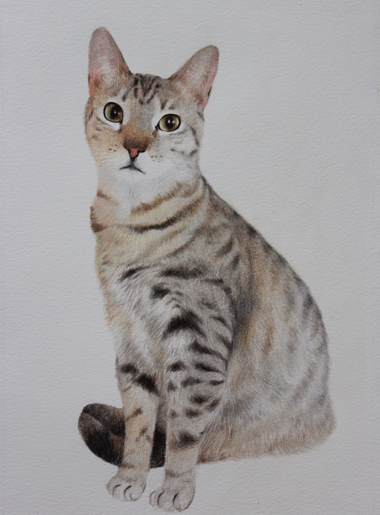 纸:阿诗细纹水彩纸笔:三菱,得韵纸上彩铅宿迁/插画师/4年前/437浏览z