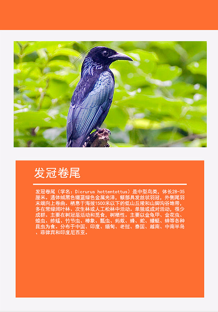 鸟类画册2（图ZMTMzMDg0NjI0） - 书籍/画册 - 站酷设计师浅墨幺幺原创素材 - 站酷ZCOOL