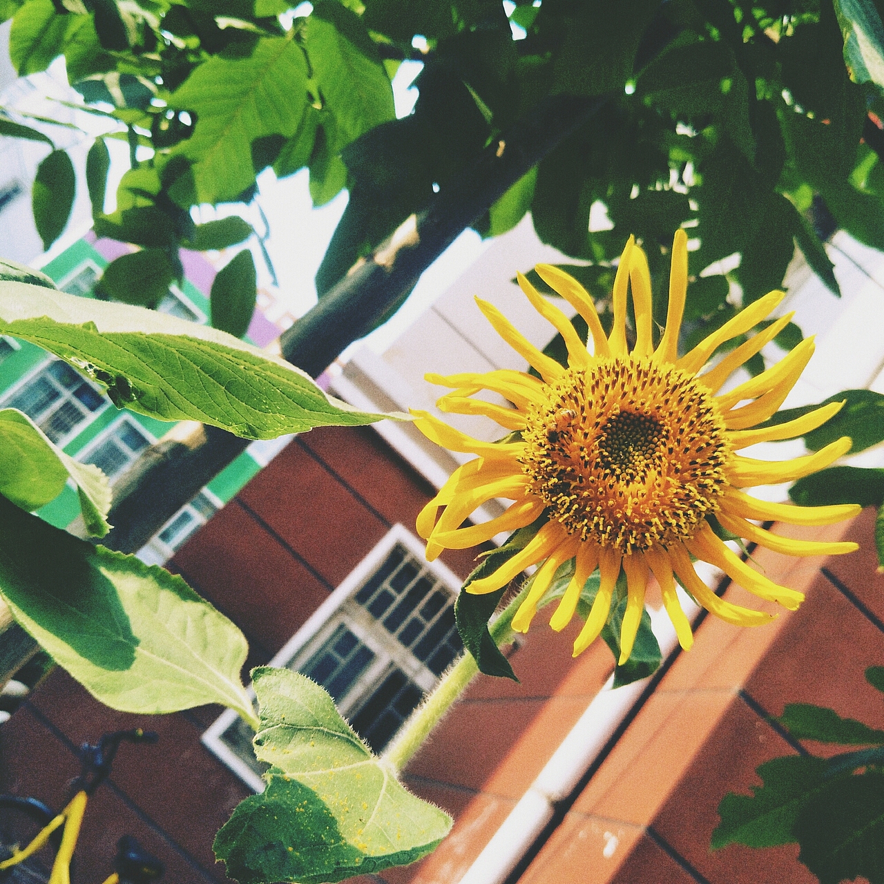 太阳花（图ZMjUzOTA4MTc2） - 风光摄影 - 站酷设计师白日梦想家阿旭原创素材 - 站酷ZCOOL