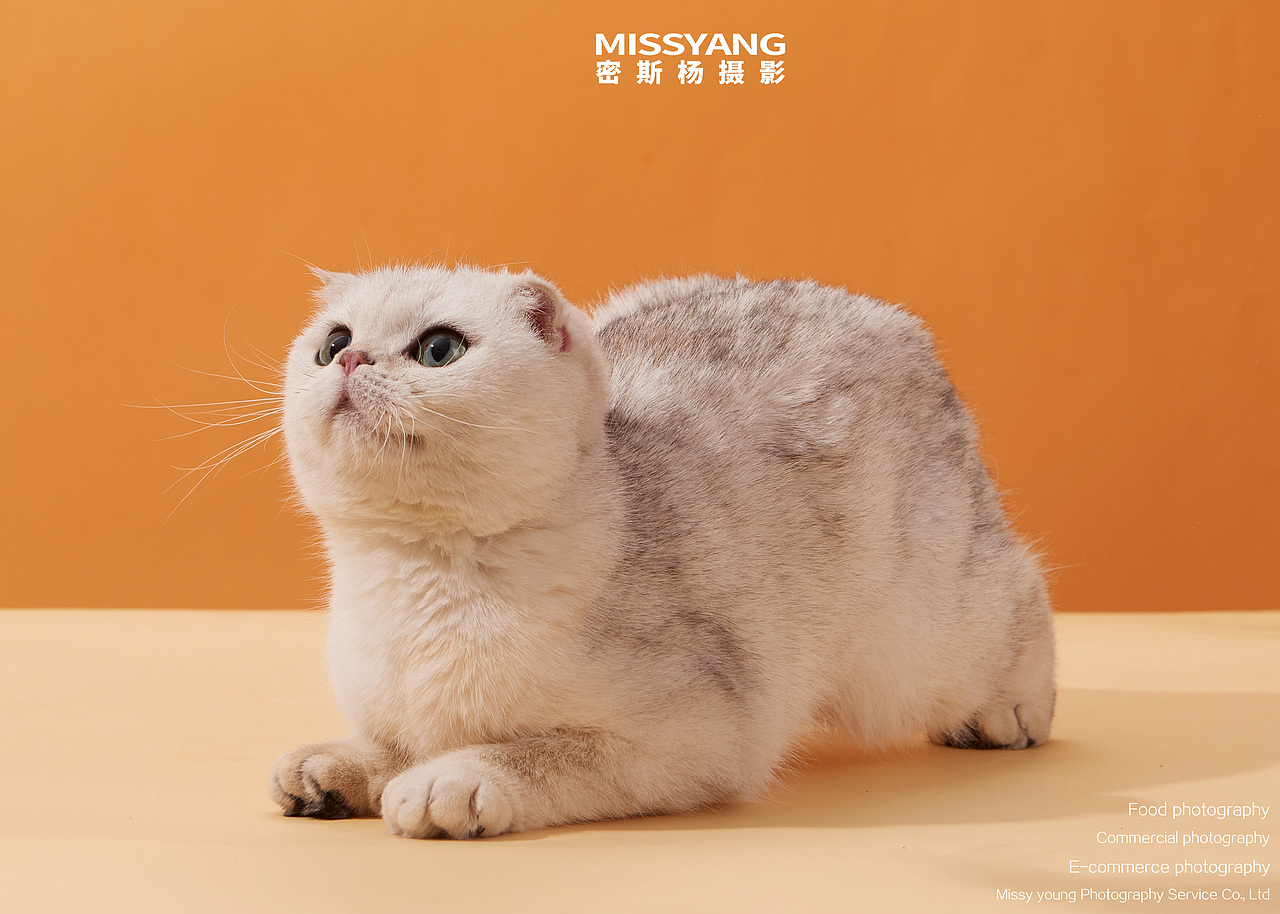 宠物摄影|猫咪摄影|电商摄影|产品摄影×郑州密斯杨