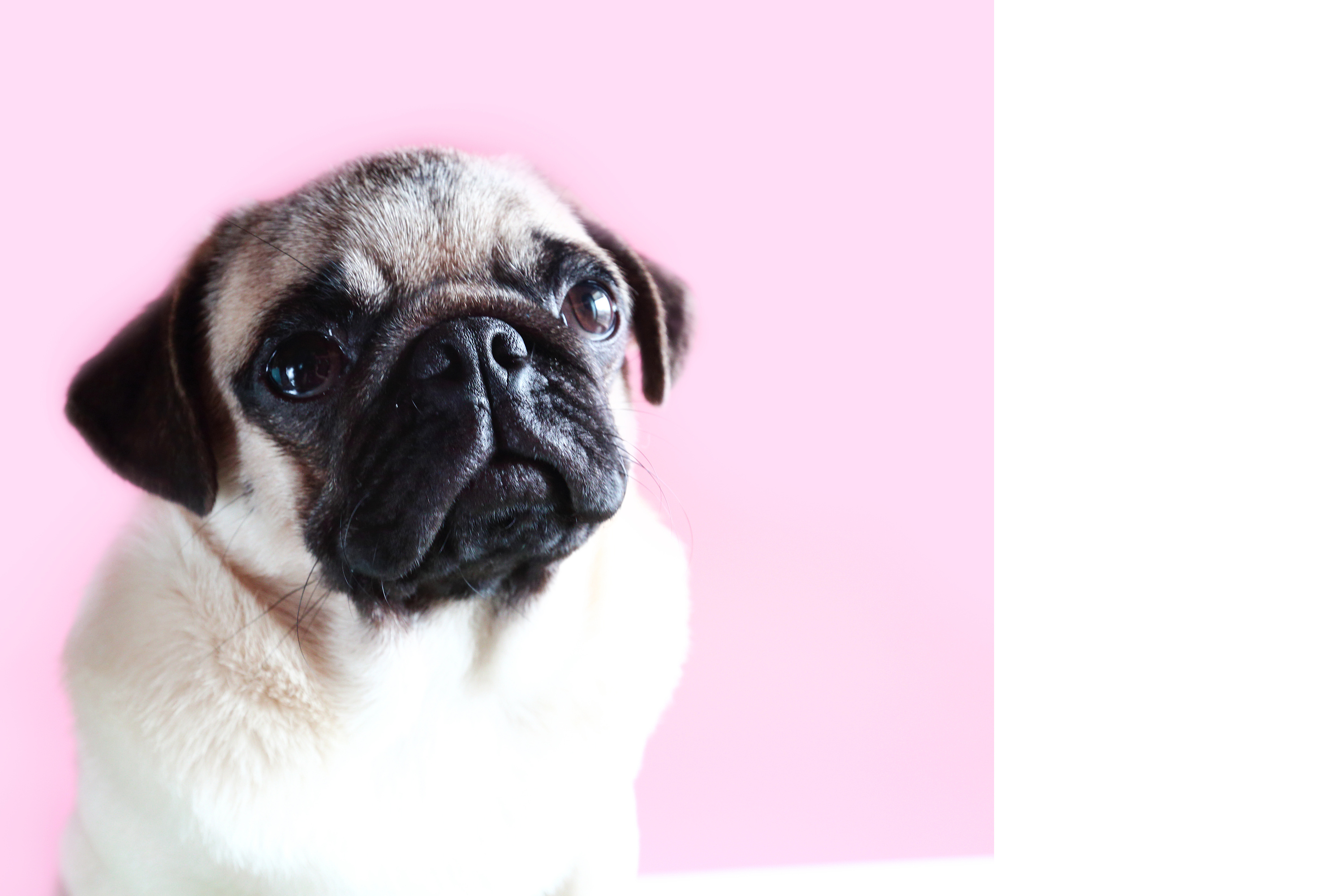 咕噜&核桃——巴哥犬写真