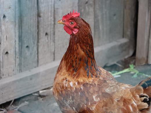 動物肖像（個人主頁-ZNDYxMzM1NDA=） - 寵物攝影 - 站酷設計師19廣告沙洪裕原創(chuàng)素材 - 站酷ZCOOL