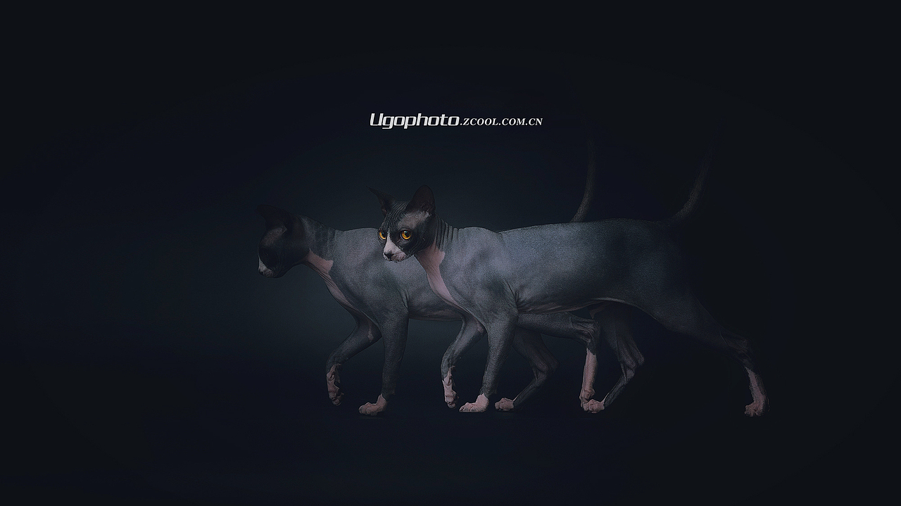 walk alone独行 【动物摄影师何某某个人作品18】