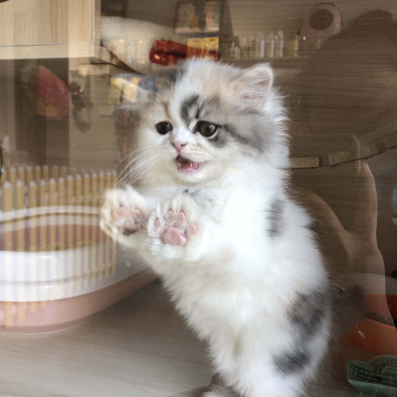 我超凶（小猫仔仔）