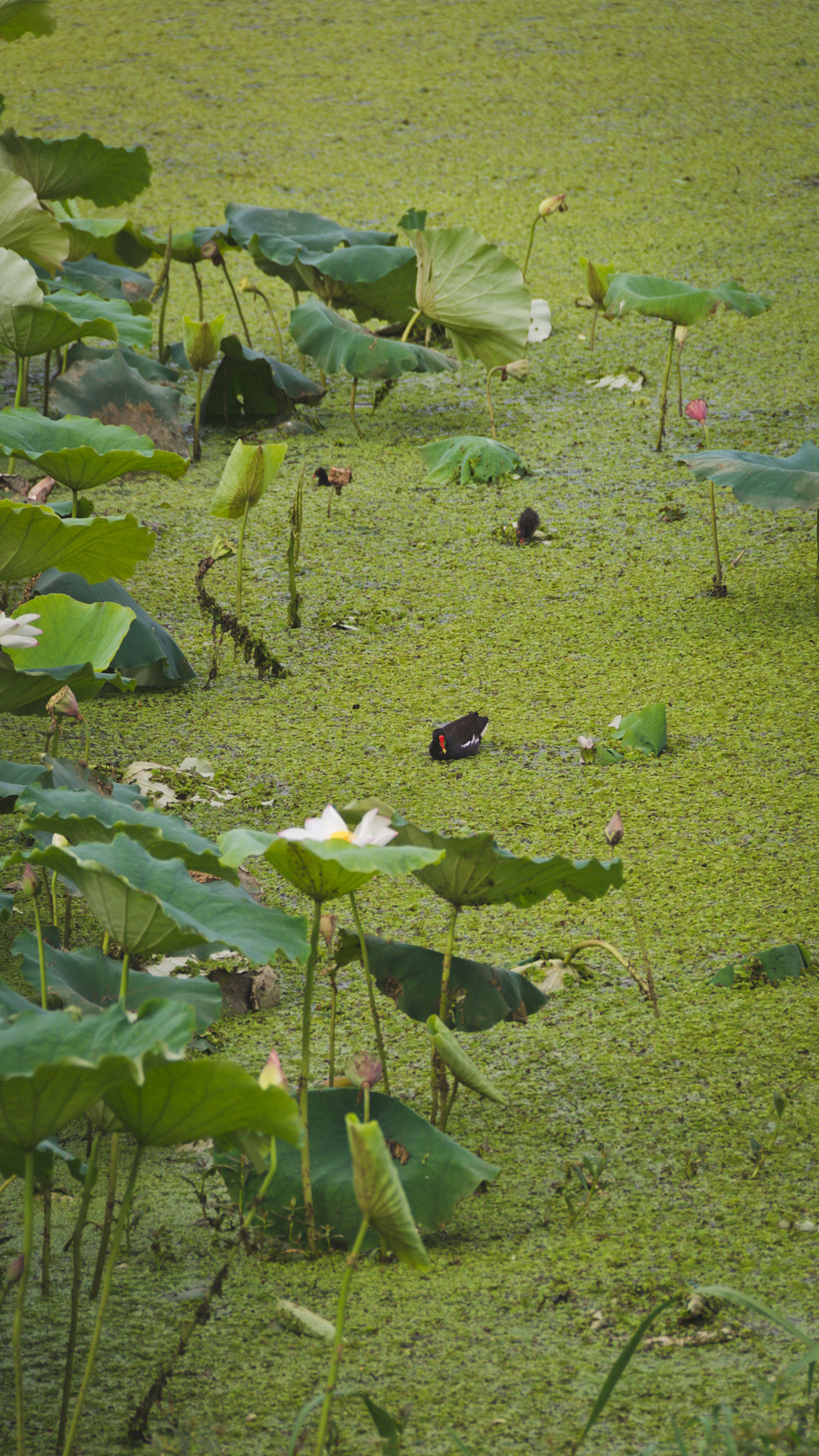 夏天的荷花开正艳