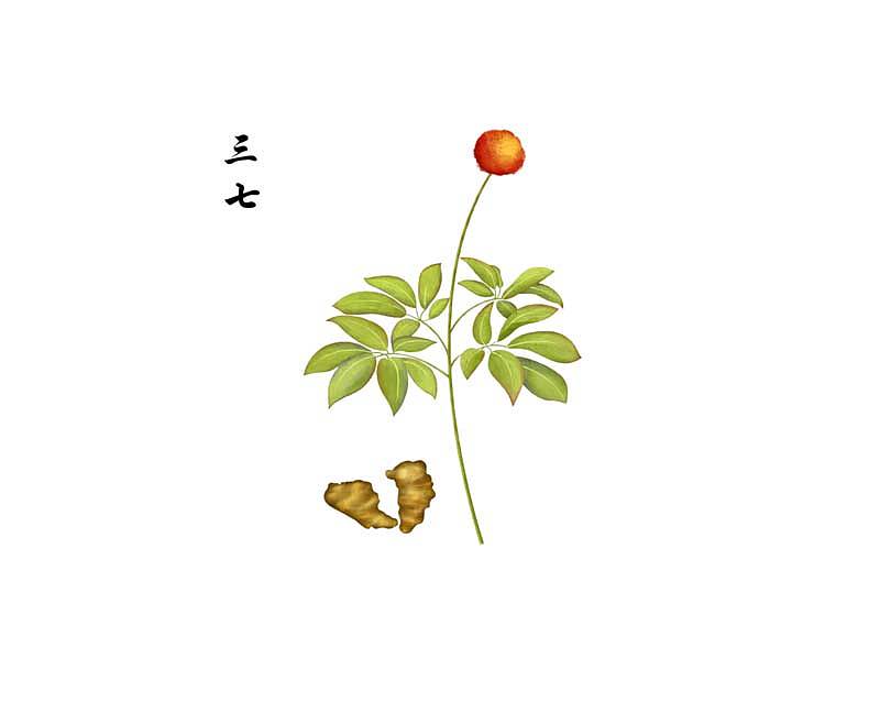 中药植物手绘