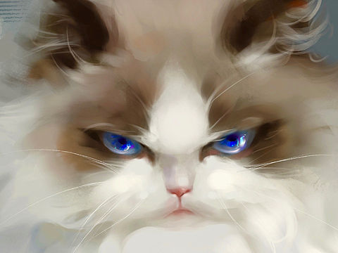 《布偶猫速涂》