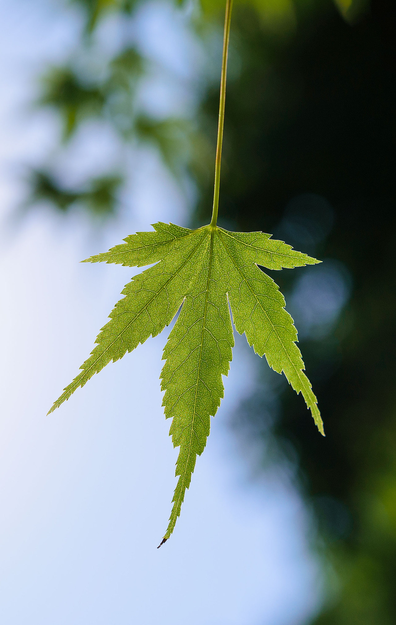 风光 | 花花草草一箩筐（图ZMTU5NjI4MDky） - 风光摄影 - 站酷设计师小獭原创素材 - 站酷ZCOOL