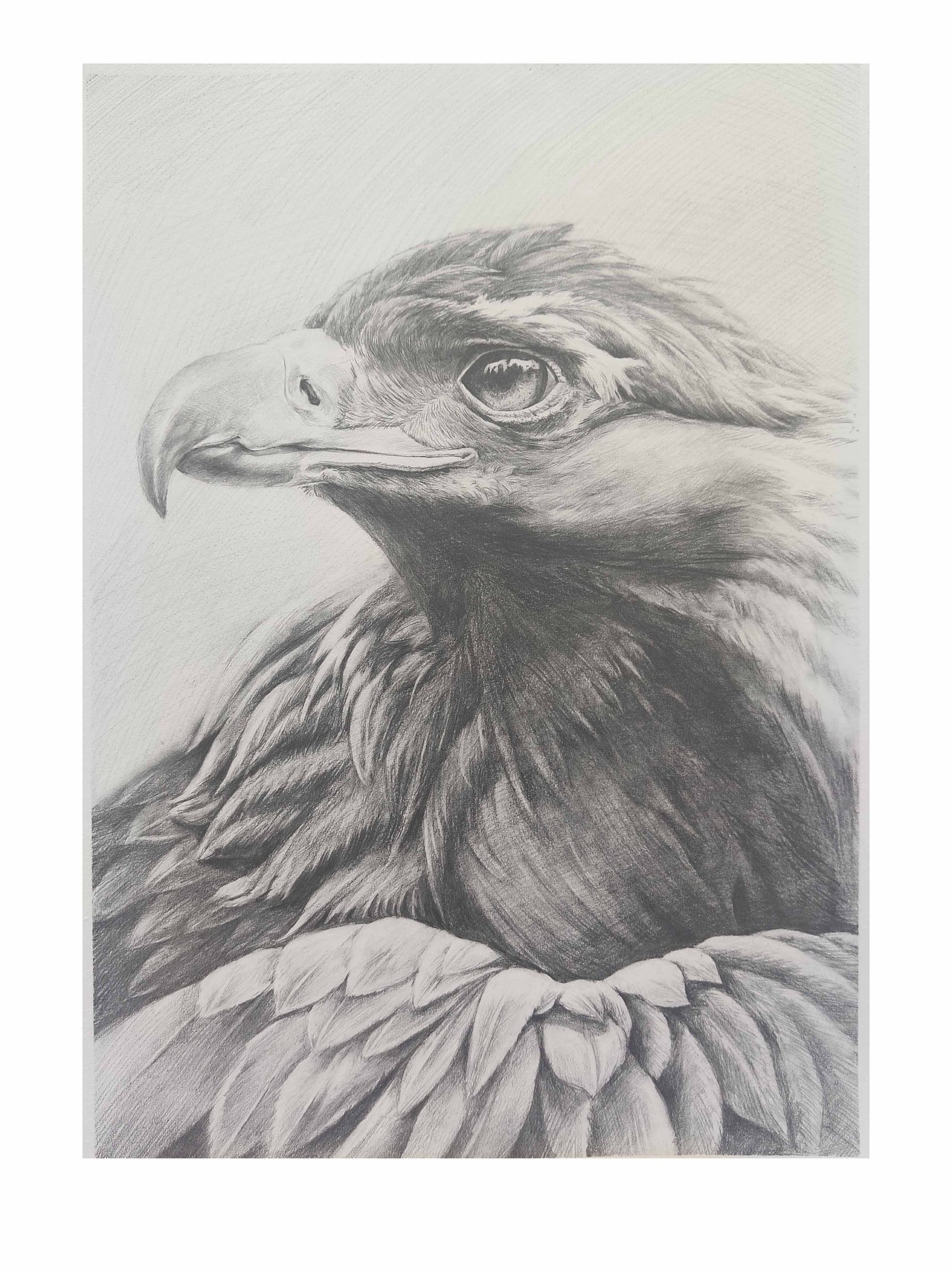 这两年的一些素描作品