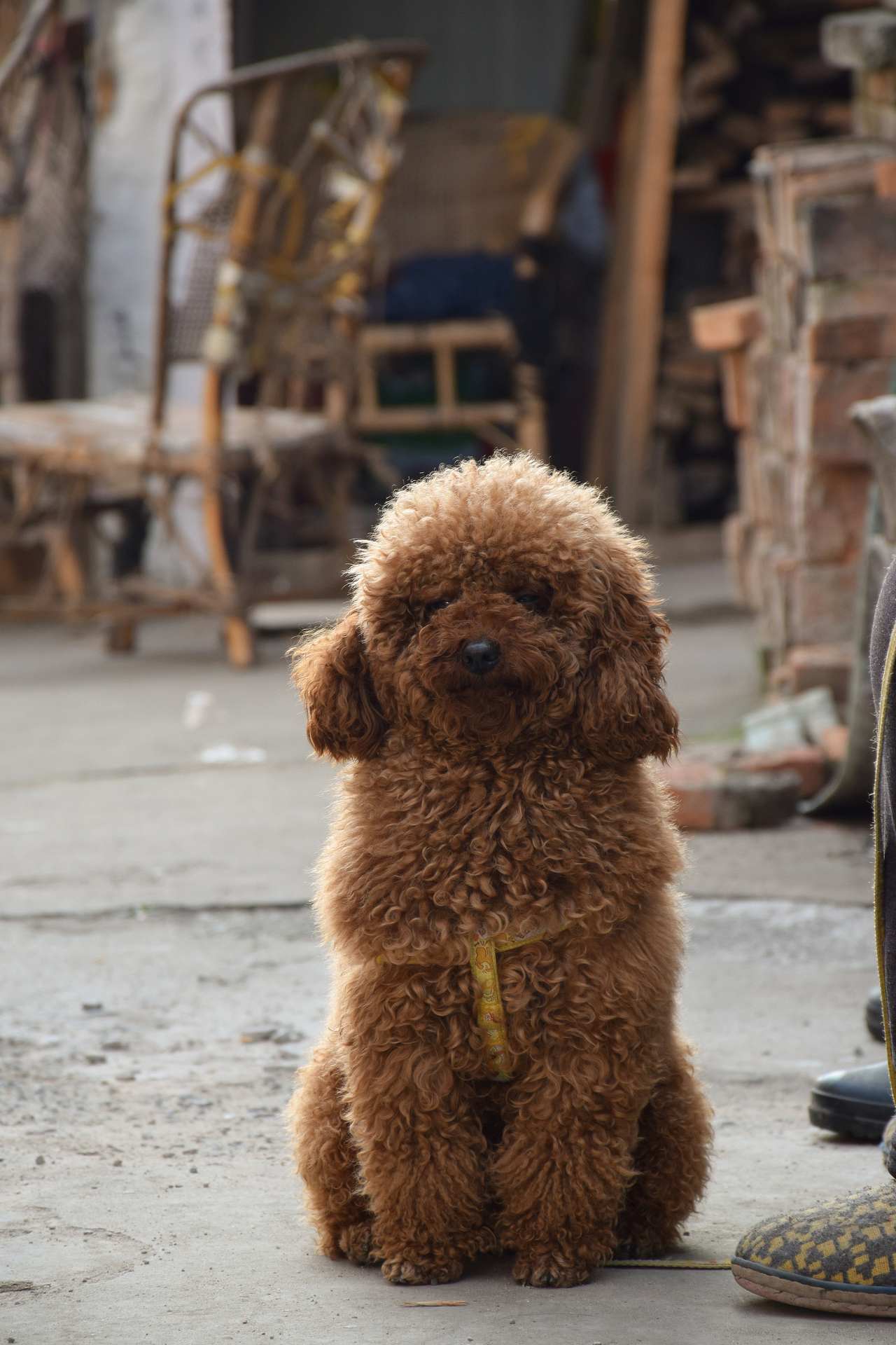 随拍-樱花-无锡鼋头渚