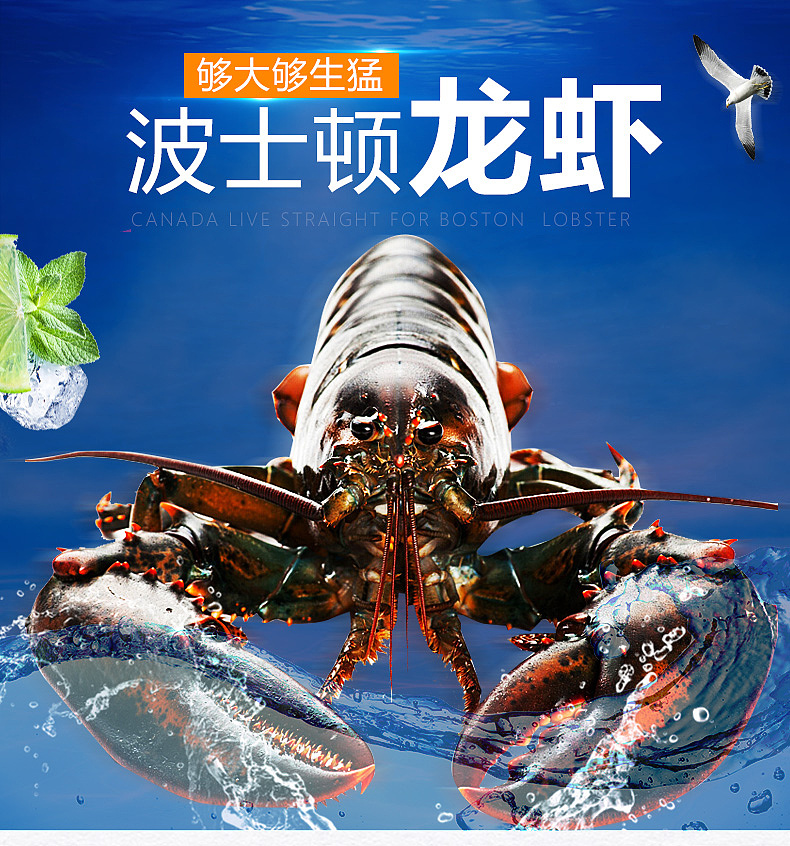 生鲜波士顿龙虾详情页