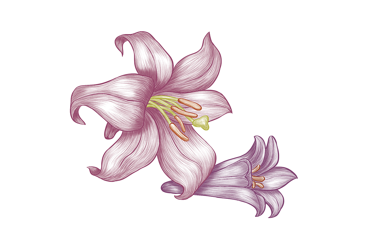 百合花(药材)-素描插画