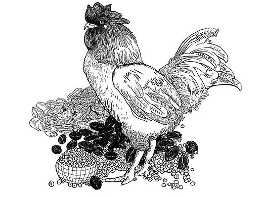 崂北公鸡（个人主页-ZMzQ4NDY3MTY=） - 包装 - 站酷设计师Gish之式传媒原创素材 - 站酷ZCOOL