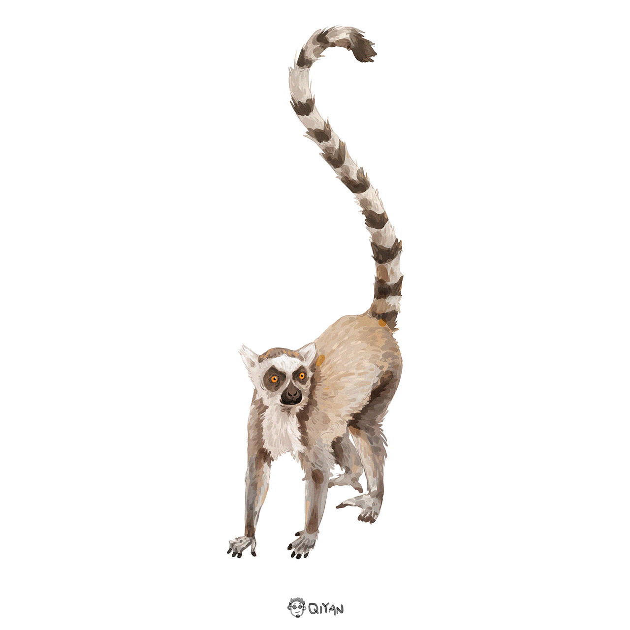 环尾狐猴(学名:lemur catta)